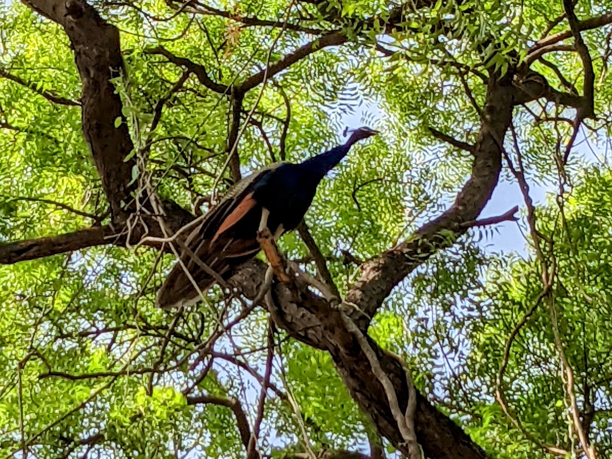 🎧 Juin 2022 – Sur le paon de&nbsp;l&rsquo;école